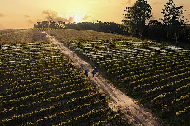 Agronegócio: Fotografia de agronegócio em Sumaré: vinhedo ao pôr do sol, vista aérea